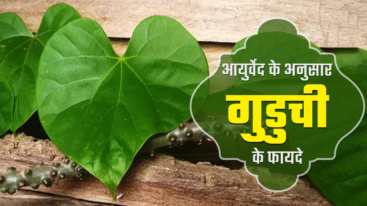आयुर्वेद के अनुसार गुडूची (गिलोय) का सेवन करने से मिलते हैं ये 5 फायदे, इस तरह से करें डाइट में शामिल