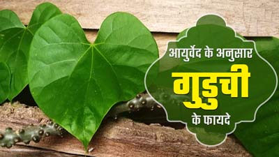 आयुर्वेद के अनुसार गुडूची (गिलोय) का सेवन करने से मिलते हैं ये 5 फायदे, इस तरह से करें डाइट में शामिल