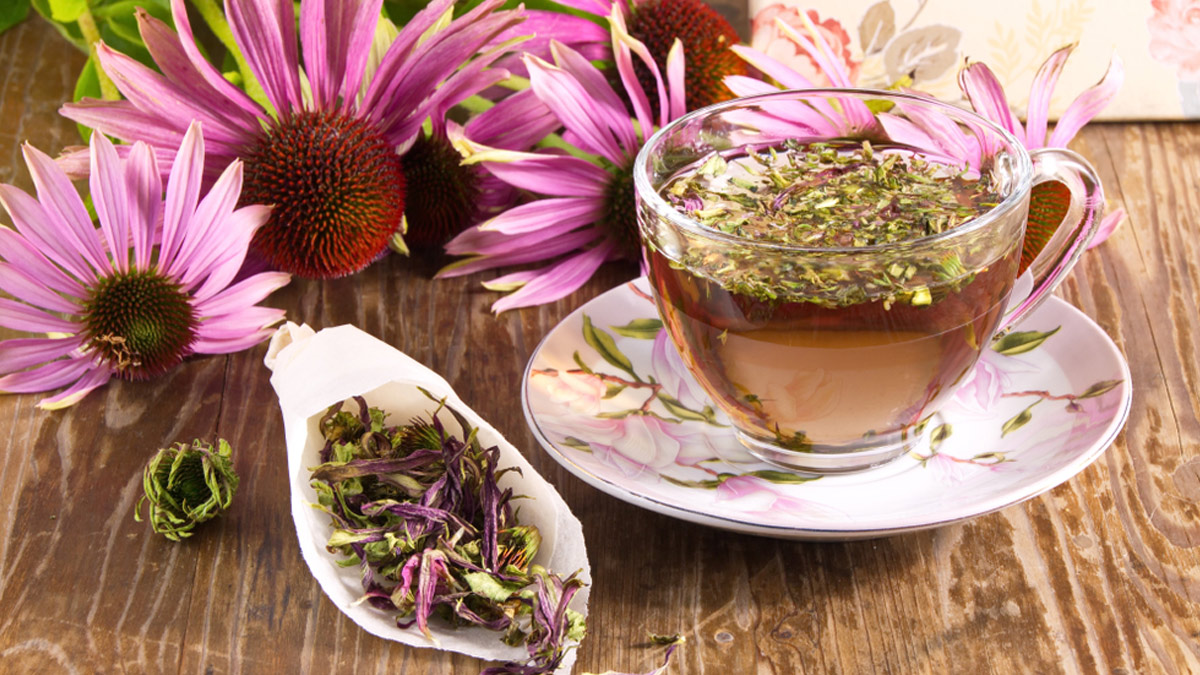echinacea-tea