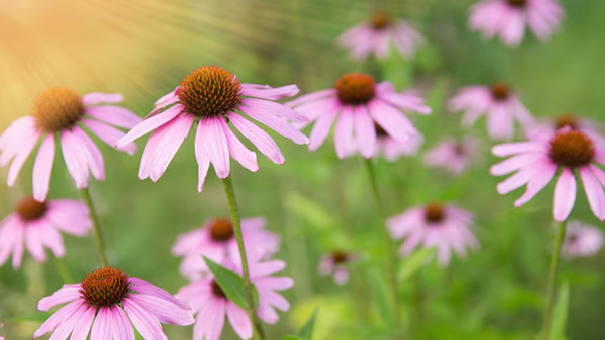 echinacea