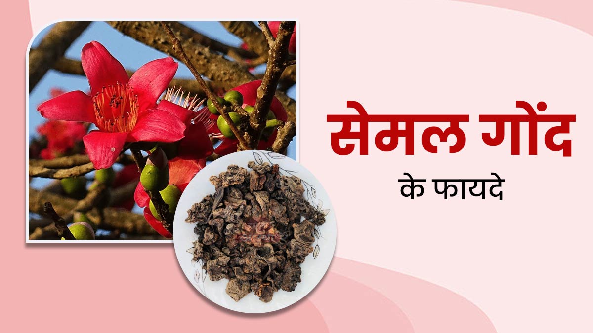 इन 4 समस्याओं को दूर करती है सेमल गोंद (मोचरस), इस तरह से करें उपयोग