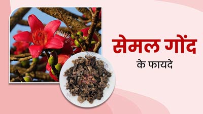 इन 4 समस्याओं को दूर करती है सेमल गोंद (मोचरस), इस तरह से करें उपयोग