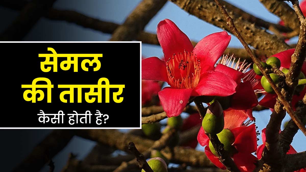 सेमल की तासीर कैसी होती है? एक्सपर्ट से जानें इसके फायदे-नुकसान