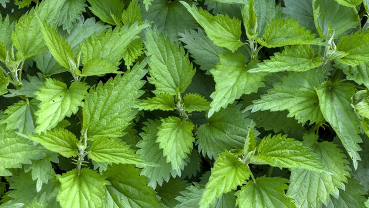 Nettle Leaf