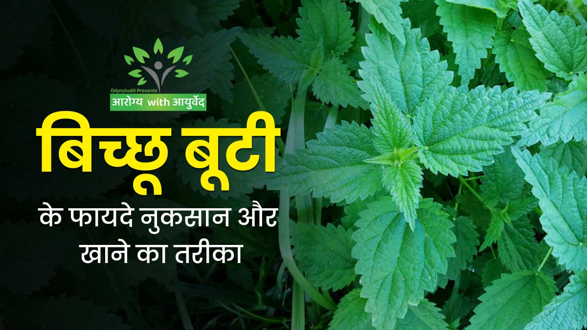 सेहत के लिए बेहद फायदेमंद होती है पहाड़ों में पाई जाने वाली बिच्छू बूटी, जानें किन बीमारियों में आती है काम