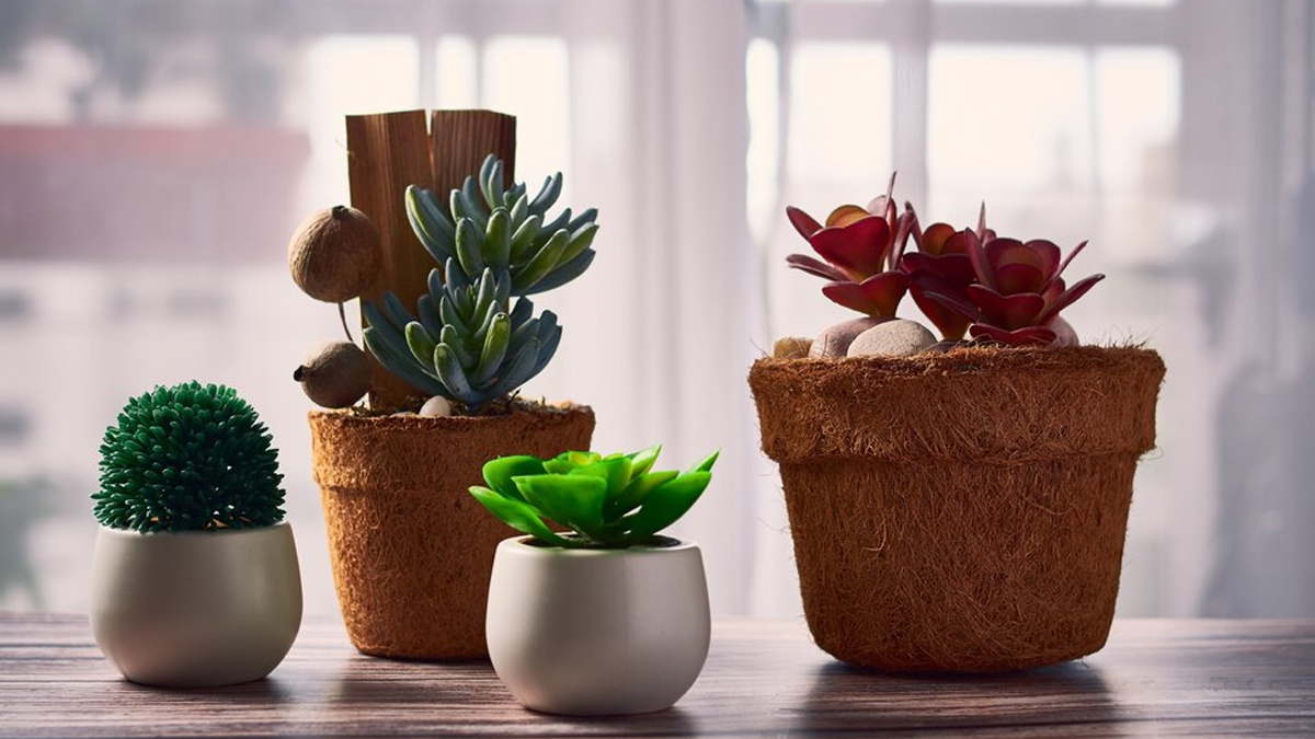 healthy vastu gift for diwali
