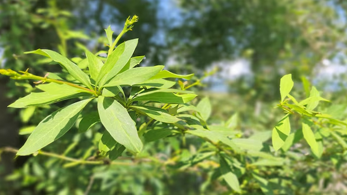 kingod benefits for health