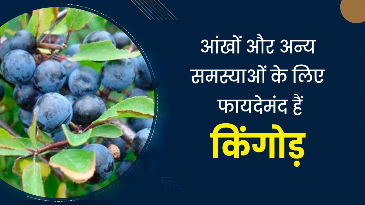 औषधीय गुणों से भरपूर होता है पहाड़ी जंगली फल 'किनगोड़', जानें इसे खाने के फायदे 