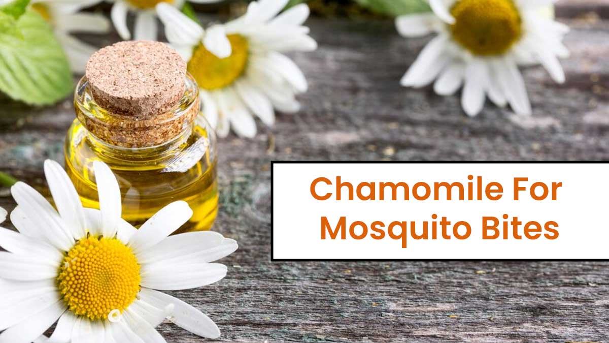 Chamomile For Mosquito Bites: 6 Soothing Remedies To Ease Itch And Discomfort