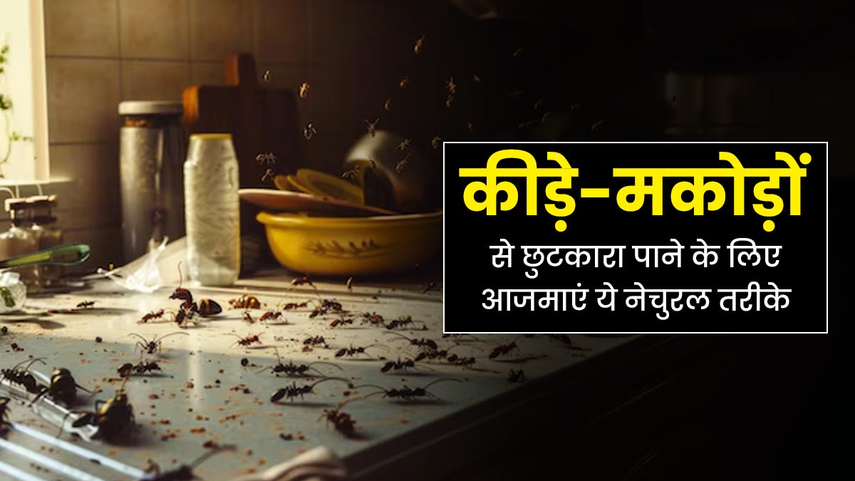 मानसून में बढ़ जाती है कीड़े-मकोड़ों की समस्या, छुटकारा पाने के लिए अपनाएं ये 4 नेचुरल उपाय