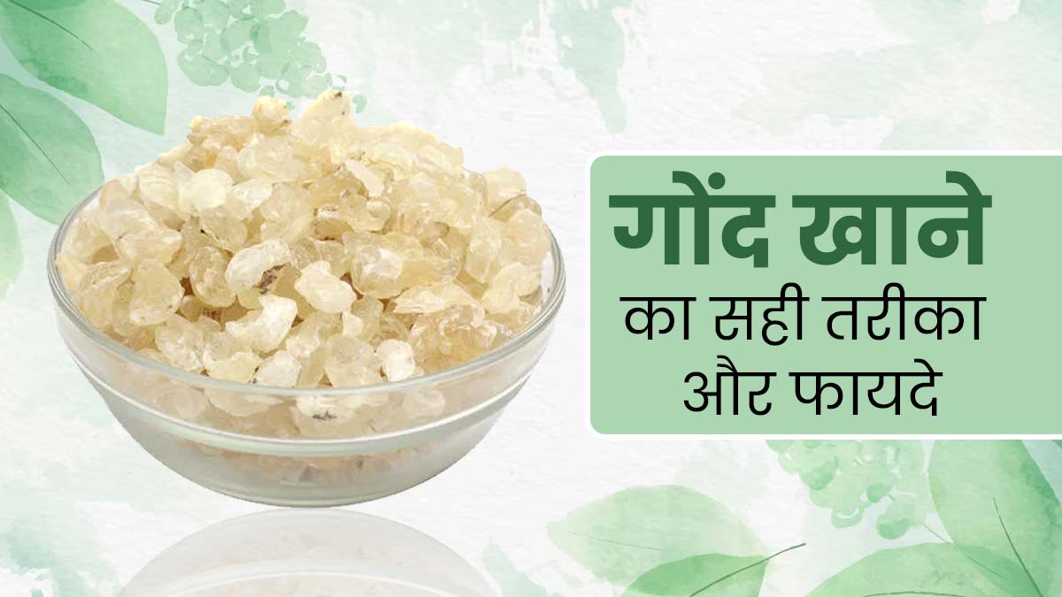आयुर्वेद के अनुसार सेहत के लिए फायदेमंद होता है गोंद, जानें इसके सेवन का सही तरीका