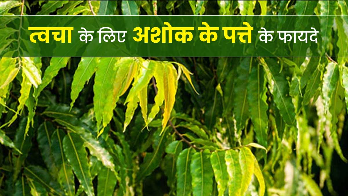 त्वचा की इन 5 समस्याओं को दूर करते हैं अशोक के पत्ते, जानें इस्तेमाल का तरीका 