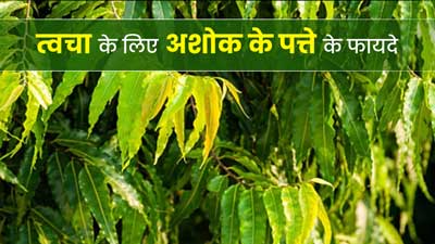 त्वचा की इन 5 समस्याओं को दूर करते हैं अशोक के पत्ते, जानें इस्तेमाल का तरीका 