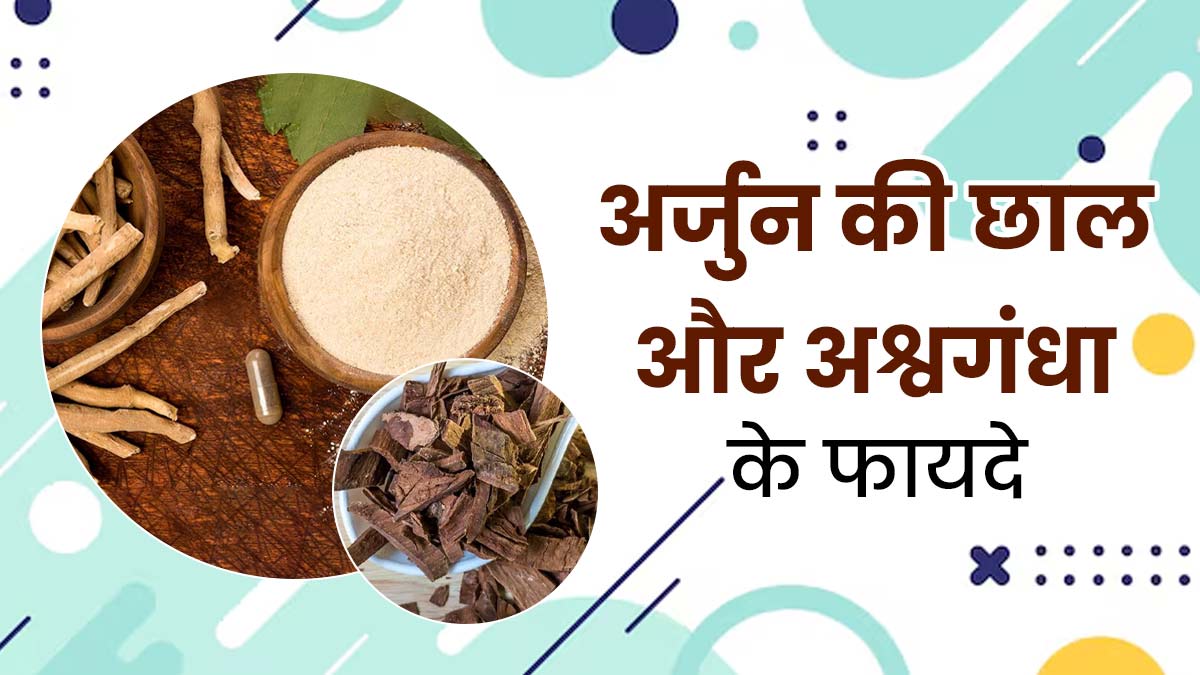 अर्जुन की छाल और अश्वगंधा का पाउडर एक साथ मिलाकर खाने से मिलेंगे कई फायदे, जानें सेवन का तरीका