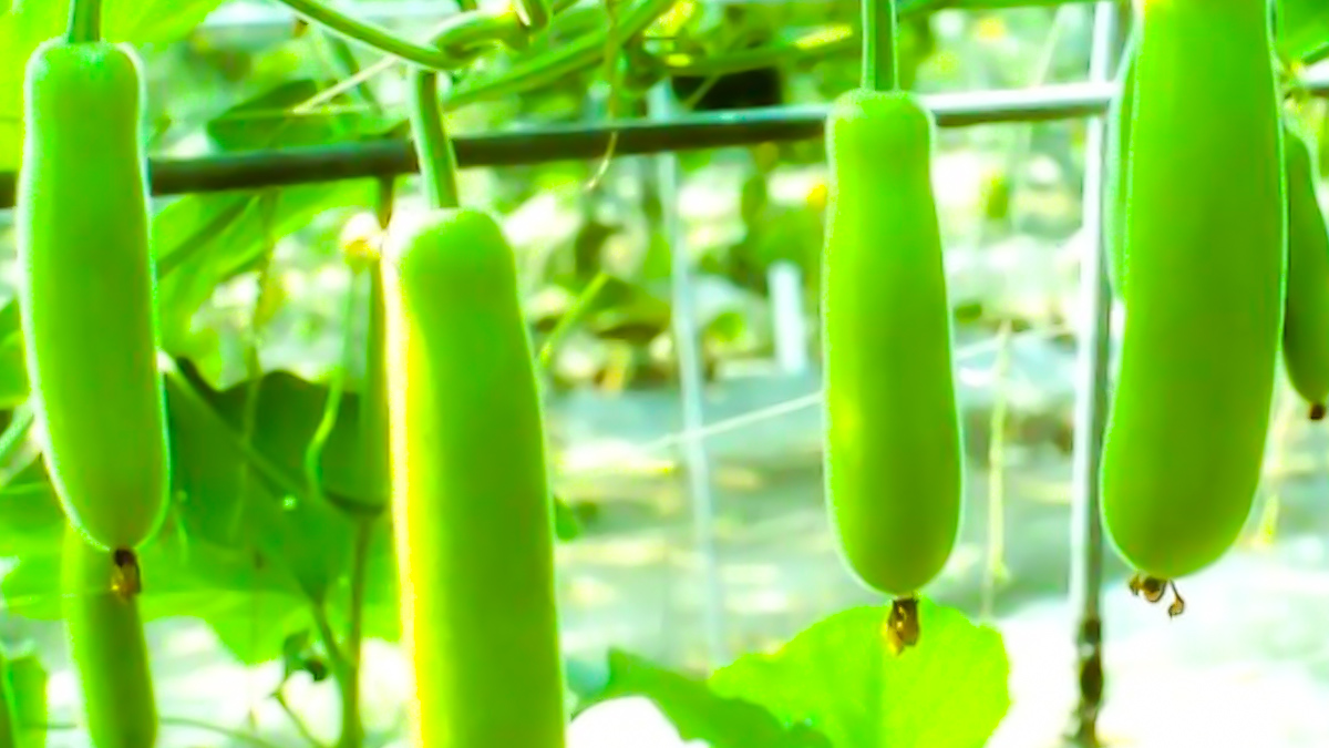 pahari Lauki benefits in hindi