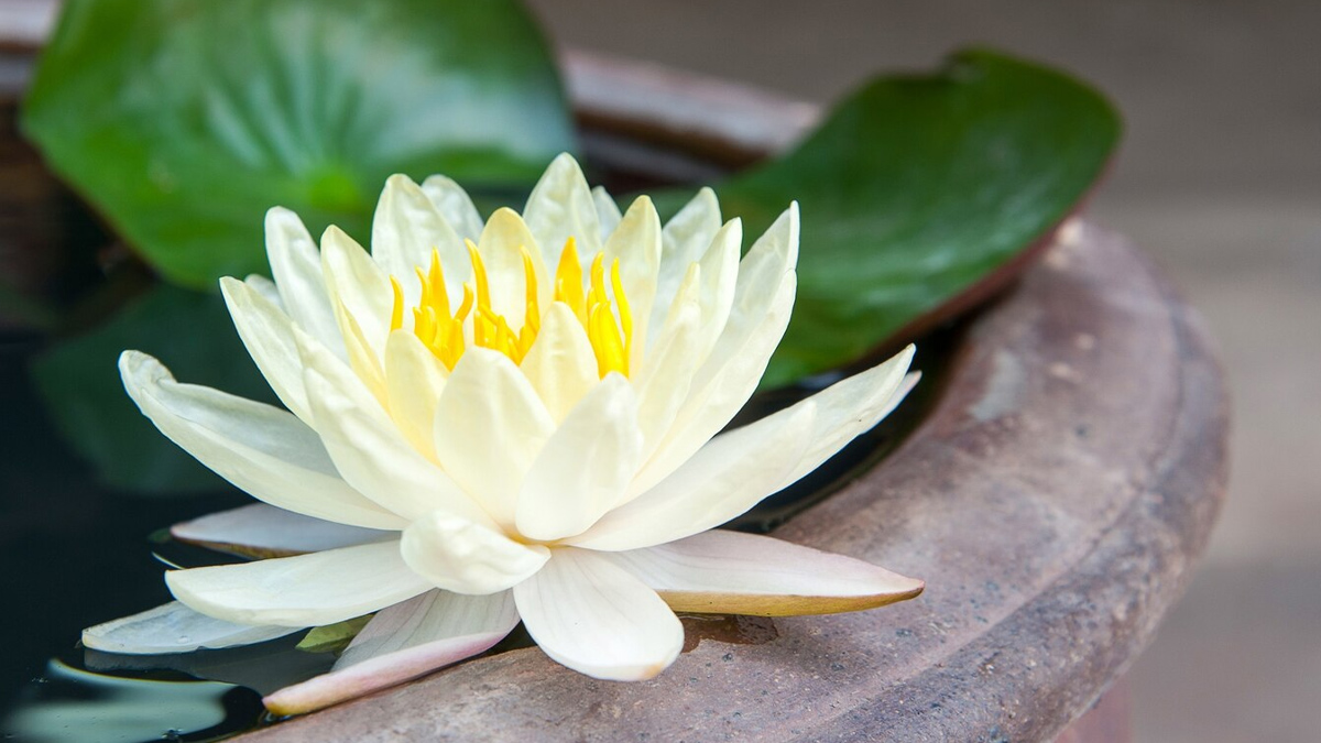 lotus