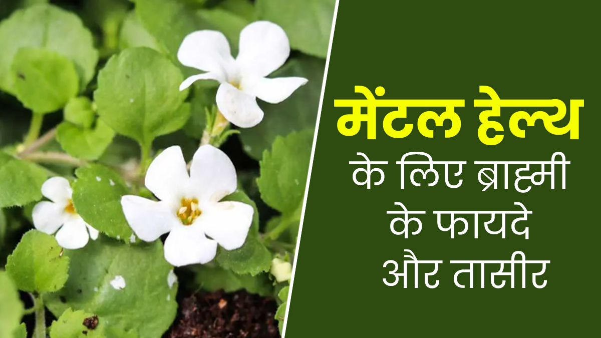 ब्राह्मी की तासीर कैसी होती है? जानें मेंटल हेल्थ के लिए कैसे फायदेमंद है ये जड़ी-बूटी