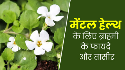 ब्राह्मी की तासीर कैसी होती है? जानें मेंटल हेल्थ के लिए कैसे फायदेमंद है ये जड़ी-बूटी