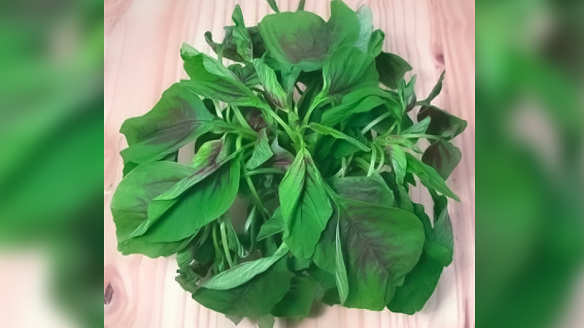 chaulai benefits for female