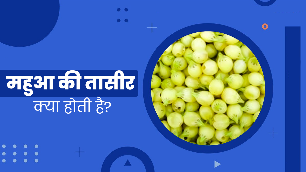 महुआ की तासीर कैसी होती है? जानें किसे इसका सेवन करना चाहिए और किसे नहीं?