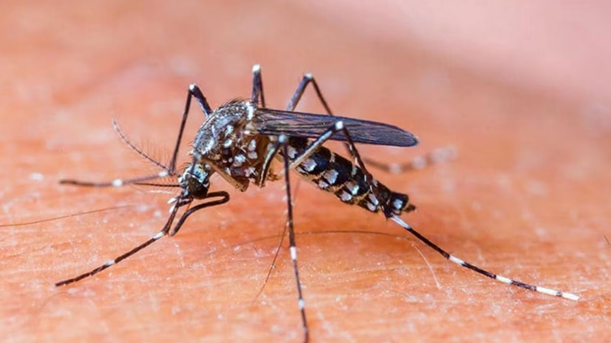 Chikungunya Poses Greater Threat Than Dengue in Telangana, Doctors Warn