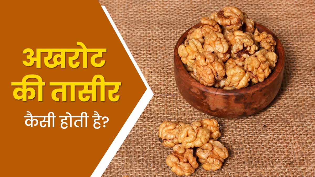 अखरोट की तासीर कैसी होती है? जानें किसे इसका सेवन करना चाहिए और किसे नहीं