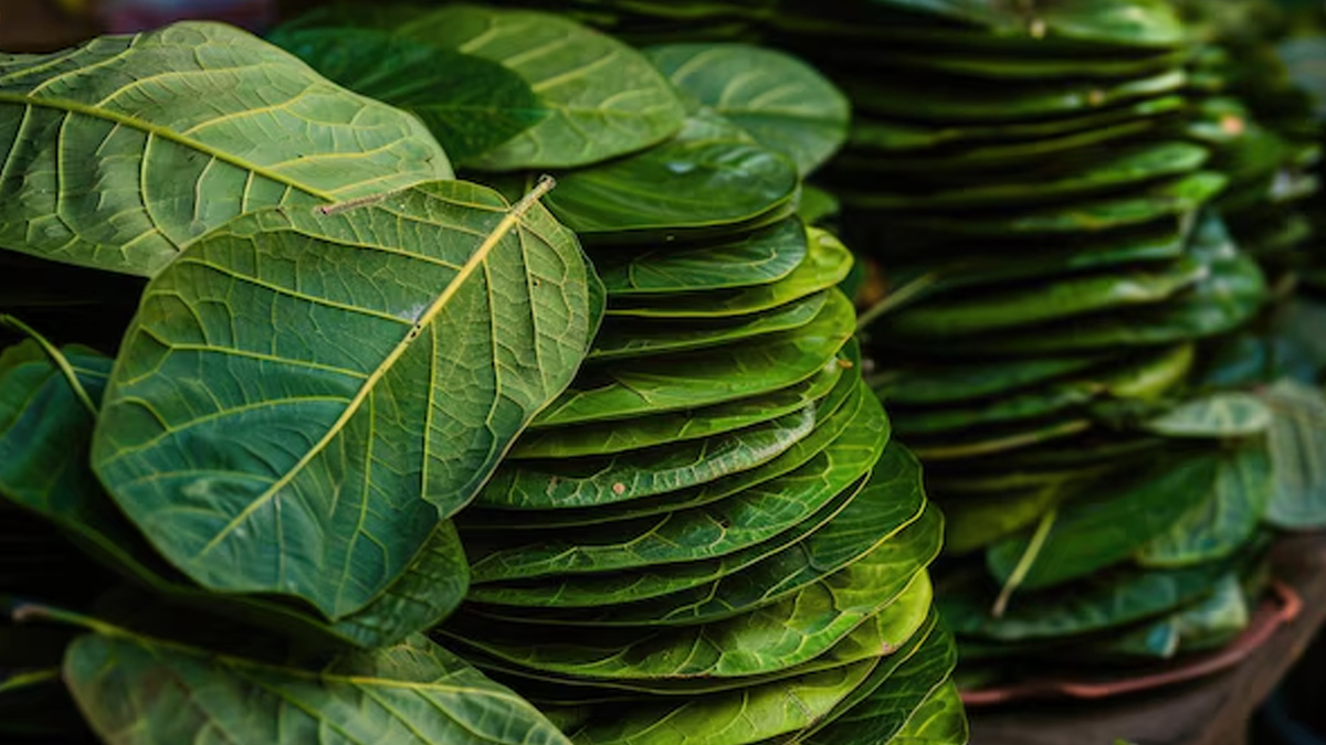 betel leaf is good for sleep