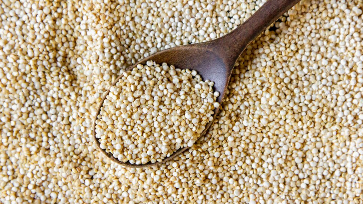 jowar