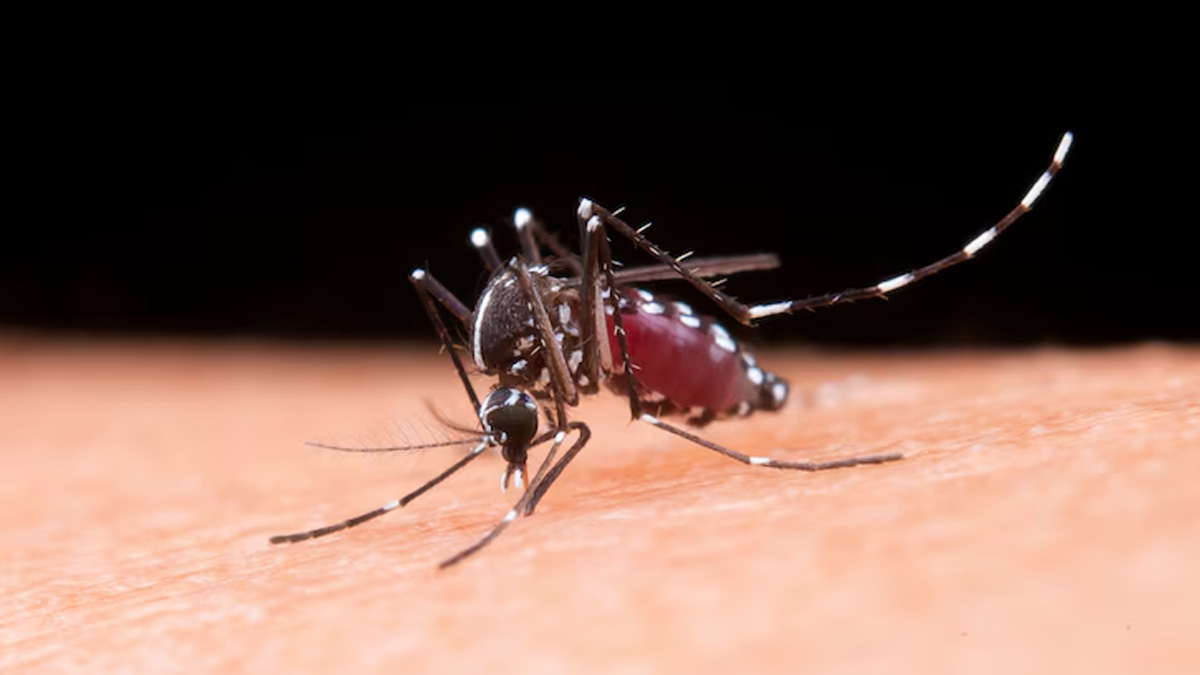 Dengue In Infants: Parents Should Watch Out For These Warning Signs