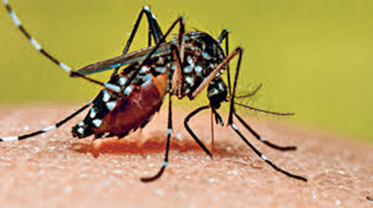 Dengue