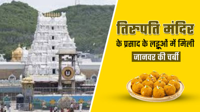 तिरुपति मंदिर के प्रसाद के लड्डुओं में मिली जानवर की चर्बी, एक्सपर्ट से जानें इसे खाने के नुकसान