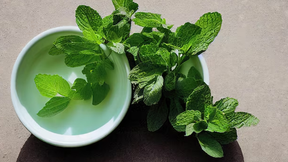 peppermint hair rinse for dandruff