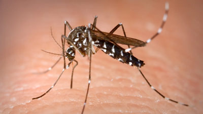 Rapid Response Team to Investigate Rare Chikungunya Manifestations In Pune