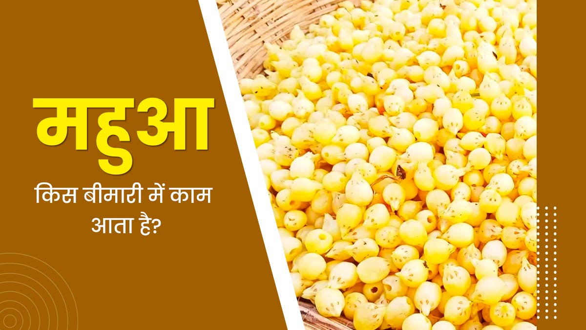 Mahua Benefits: महुआ किस बीमारी में काम आता है? एक्सपर्ट से जानें