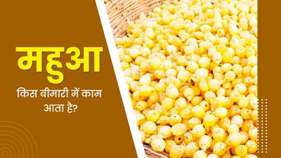 Mahua Benefits: महुआ किस बीमारी में काम आता है? एक्सपर्ट से जानें