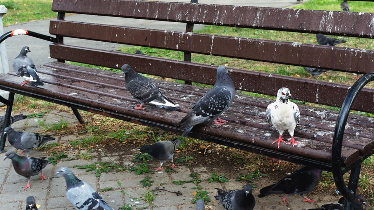 Pigeon poop
