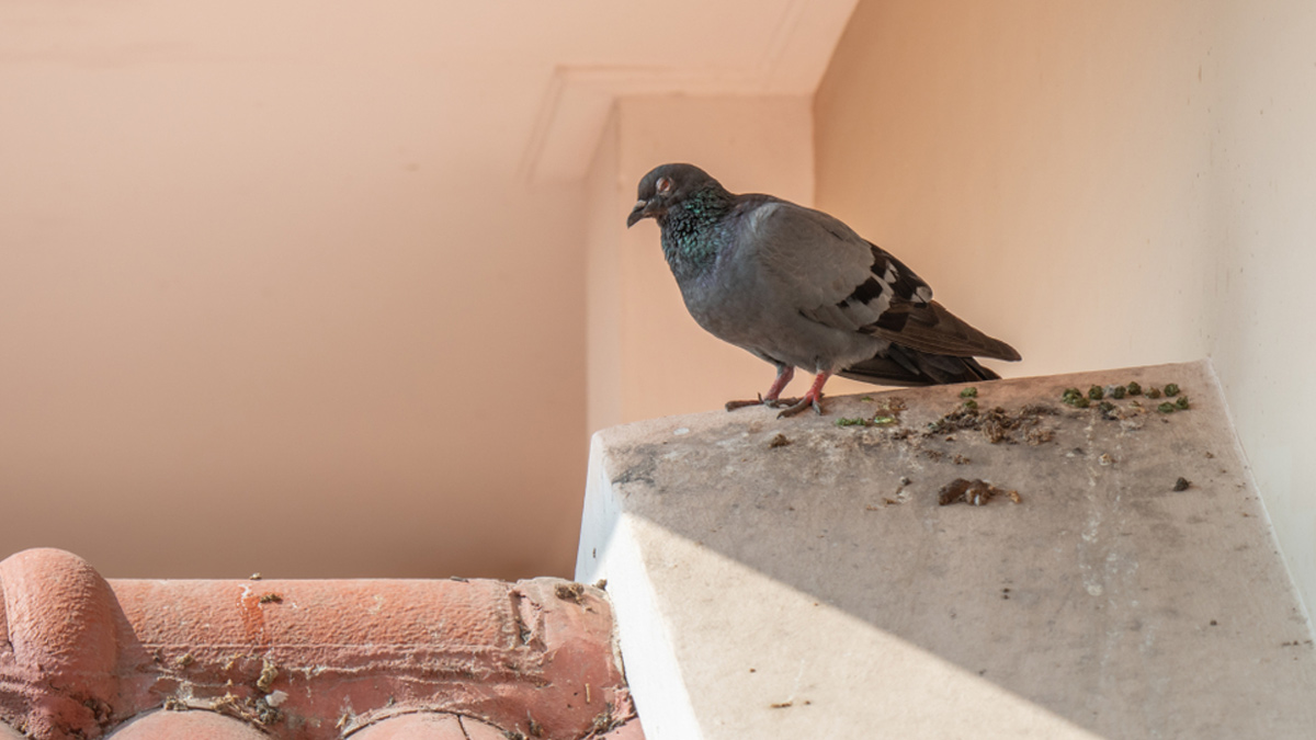 Pigeon poop