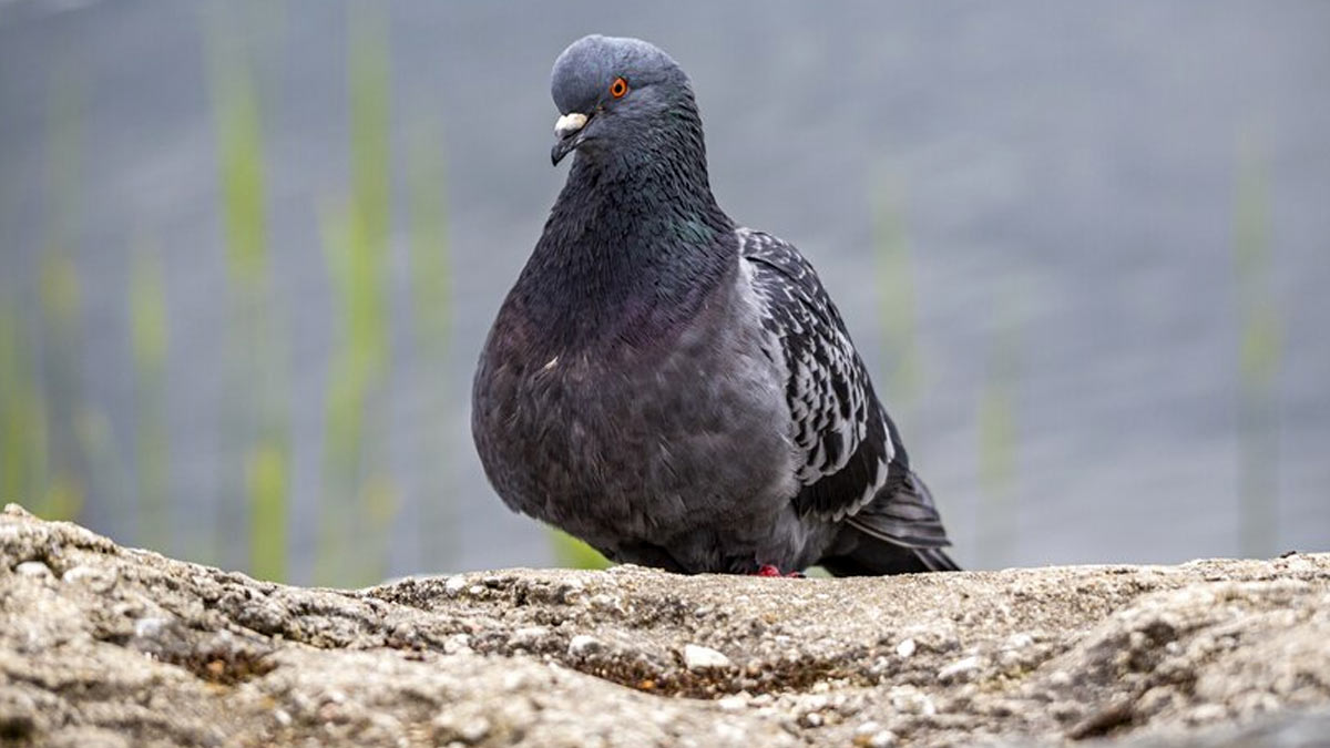 How Does Pigeon Poop Cause A Serious Health Threat