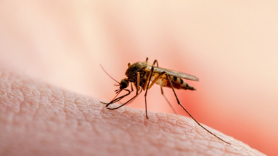 Black Nose Disease: Emerging Symptom Linked to Chikungunya Raises Alarm