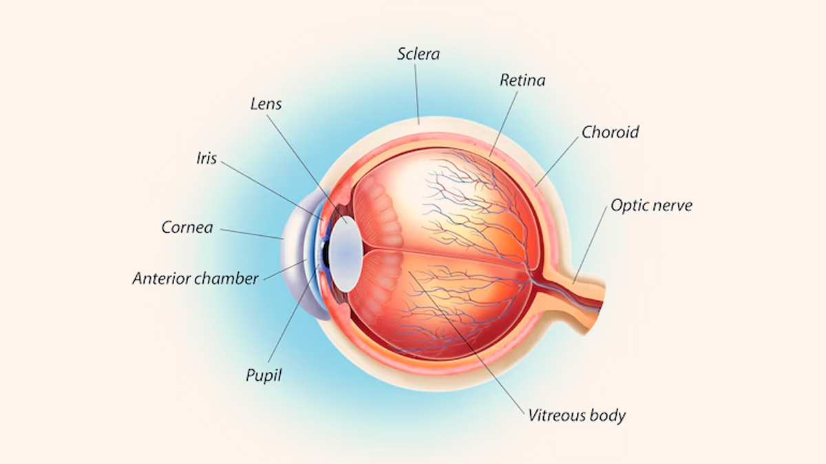 1-corneal-blindness-causes