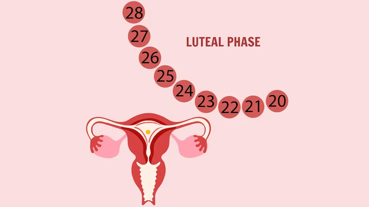 The Luteal Phase Explained: Expert Explains How This Phase Affects Your Fertility Journey