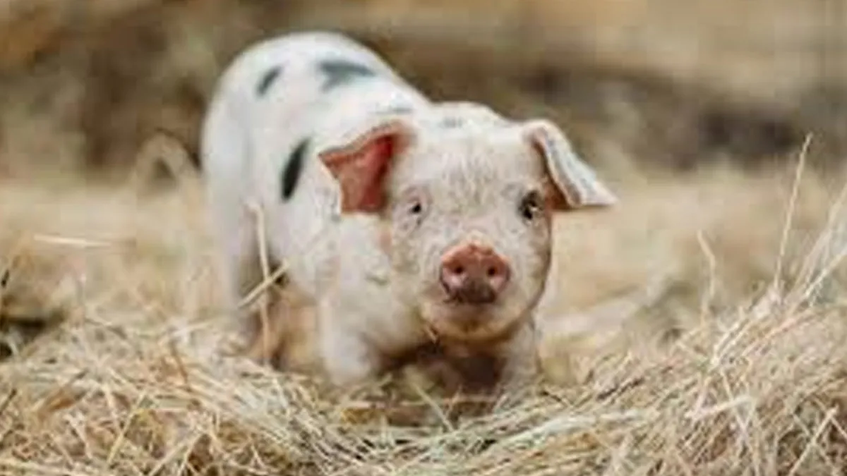 Bird Flu Found In US Pig Sparks Concerns Over Cross-Species Transmission