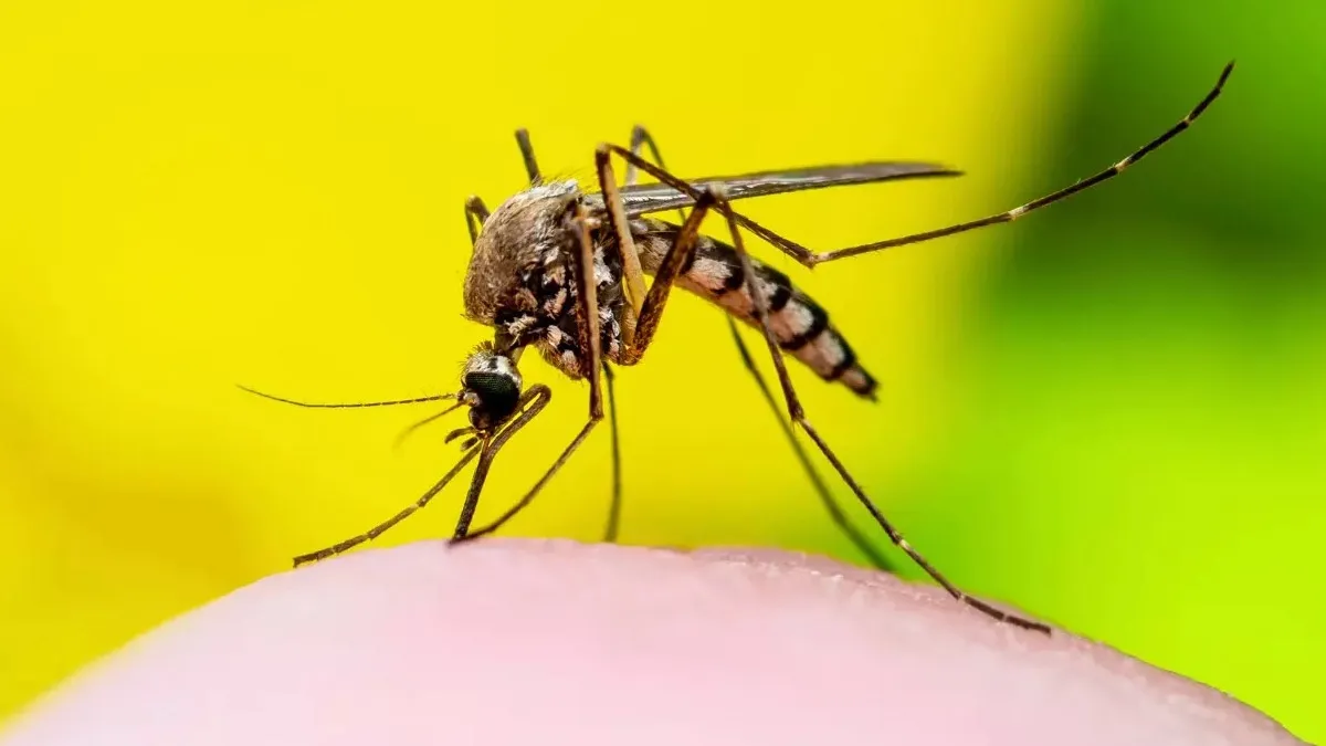 Haryana And Punjab Sees Dengue Surge With Over 3,000 Cases; Panchkula Reports Highest Spike