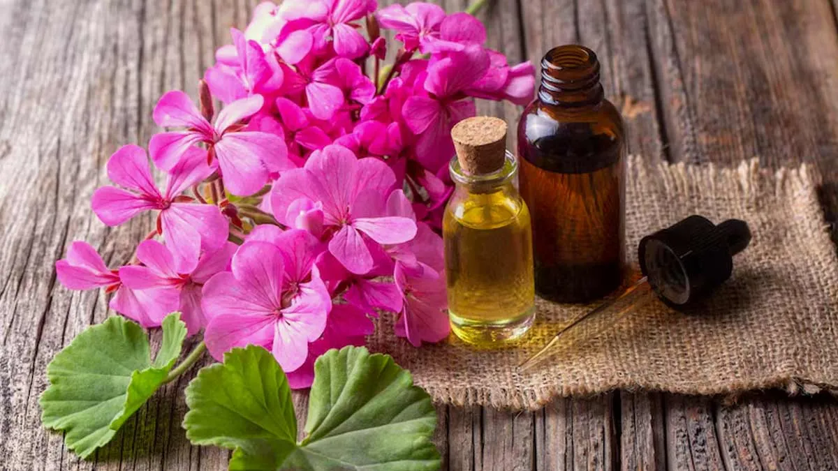 Geranium Oil: Exploring Its Benefits For Skin And Health
