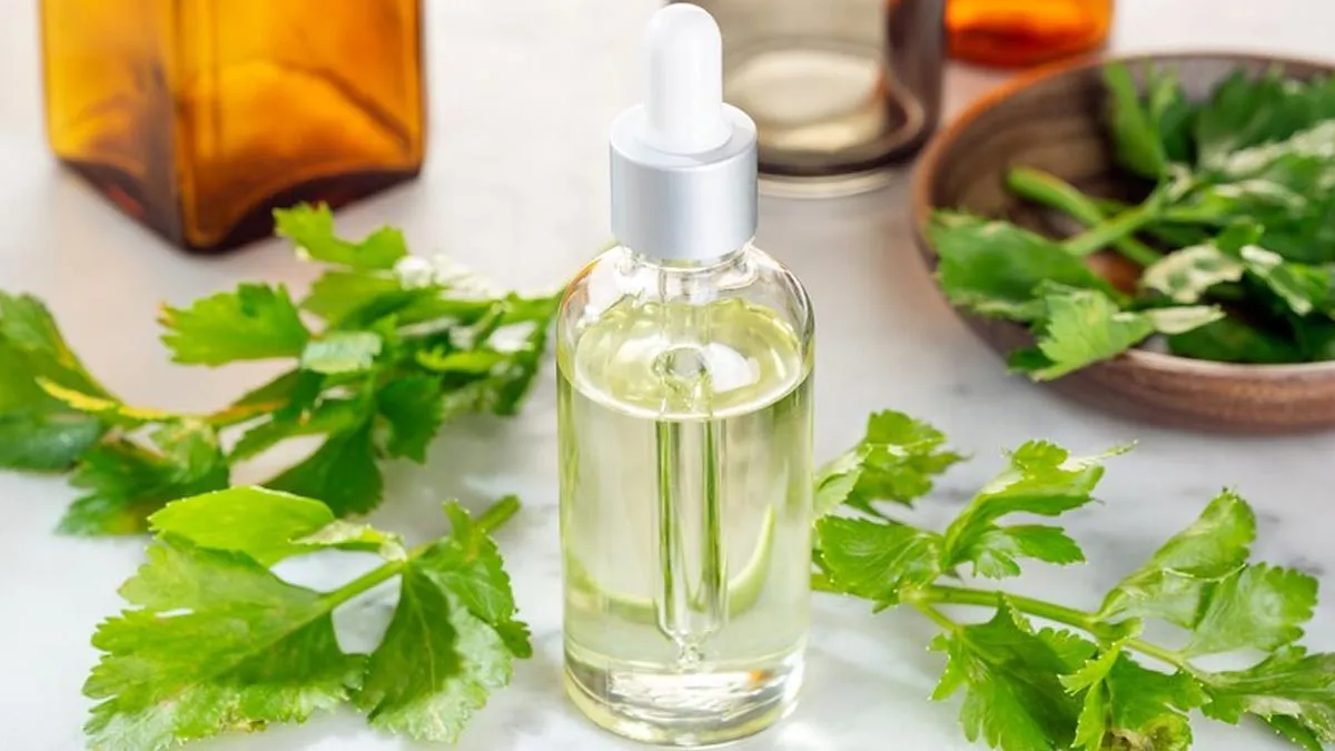 Coriander Oil: Understanding Overall Health Benefits