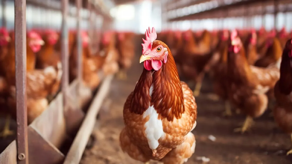 USA Reports First-Ever H5N1 Bird Flu Transmission In A Child: What You Need to Know