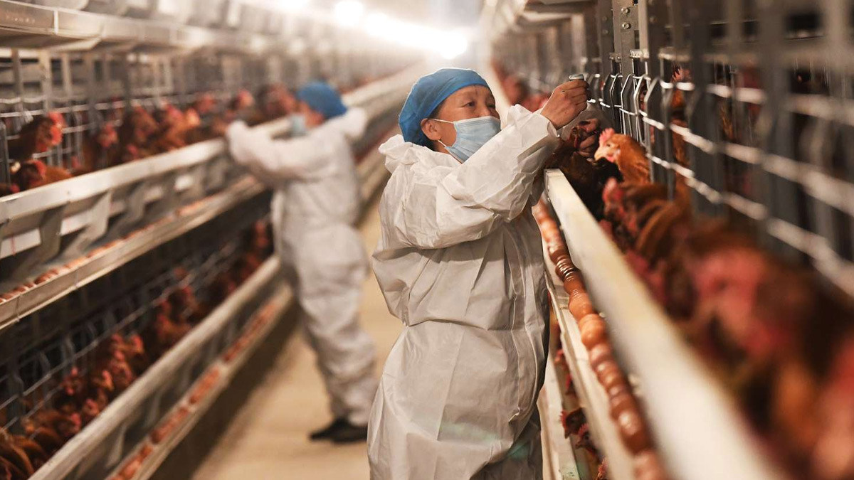 H5N1