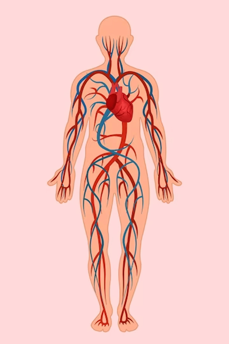 Blood-Circulation