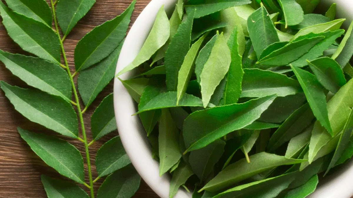 Struggling With Indigestion? Here's Why Curry Leaves Might Help You