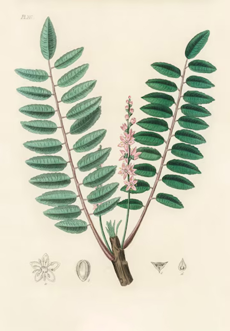 1-Boswellia